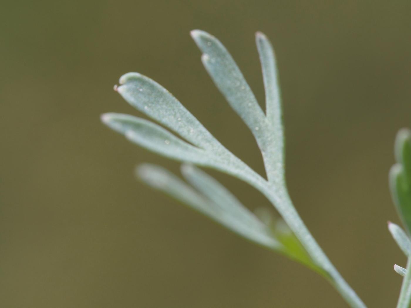 Fumitory, Small pink leaf